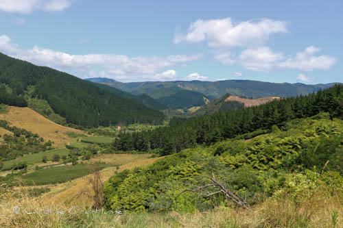 Kahurangi National Park, Tasman Region and West Coast, South Island, New Zealand