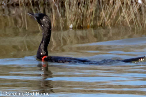 Little Black Shag with a red silicone or rubber charity bracelet on it's neck. Kawau Tūi (Phalacrocorax sulcirostris), Little Black Cormorant, New Zealand