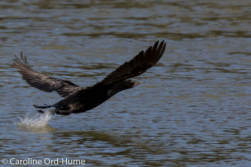 Little Black Shag, Kawau Tūi, taking off on Avon River, nr Dyers Rd, Christchurch, New Zealand Little Black Shag, Kawau Tūi, taking off on Avon River, nr Dyers Rd, Christchurch, New Zealand