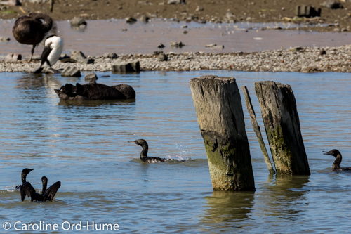 Four Little Black Shags fishing and foraging as a group on the Avon River, Christchurch, New Zealand. Four Little Black Shags fishing and foraging as a group on the Avon River, Christchurch, New Zealand. Kawau Tui (Phalacrocorax sulcirostris), Little Black Cormorant