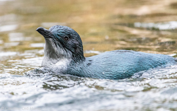 Little Penguin Swimming at the National Aquarium of New Zealand