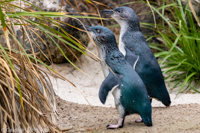 Pair of Adult Little Penguins, New Zealand
