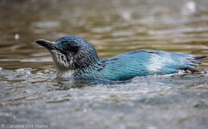 Little Penguin, New Zealand