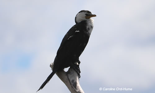 Black and White Fronted Little Shag, Kawau Paka, Napier Harbour Estuary, North Island, New Zealand. Little Pied Shag.(Phalacrocorax melanoleucos)
