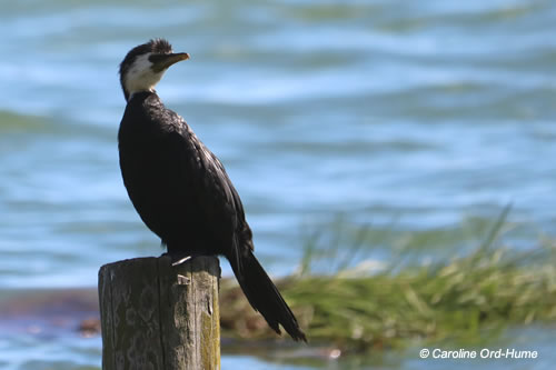 Black Fronted Little Shag, Kawau Paka (Phalacrocorax melanoleucos), Tauranga Harbour Estuary, North Island, New Zealand