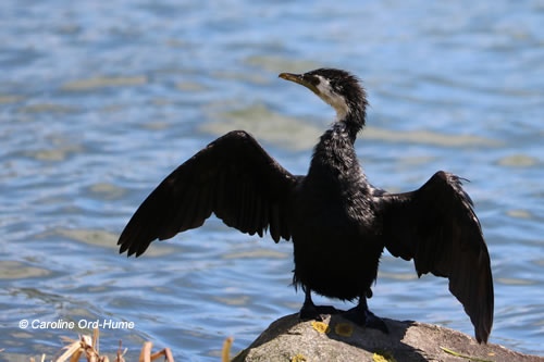 Little Shag Species, Adult Little Cormorant Bird, Phalacrocoracidae Phalacrocorax melanoleucos, Kawau Paka, Little Cormorant, White-throated Shag, Little Pied Shag, Little Pied Cormorant. Tauranga Harbour Estuary, Bay of Plenty, North Island, New Zealand