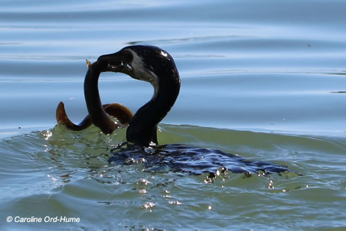 Little Shag, Kawau Paka (Phalacrocorax melanoleucos), catching and eating an eel in the estuary waters by Takitimu Drive Walkway, Tauranga, North Island, New Zealand