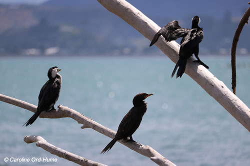 Group of 3 Little Shags, Juvenile and Adult Little Cormorant Birds, Phalacrocoracidae Phalacrocorax melanoleucos, Kawau Paka, Little Cormorant, White-throated Shag, Little Pied Shag, Little Pied Cormorant. Port of Napier, Hawkes's Bay, North Island, New Zealand