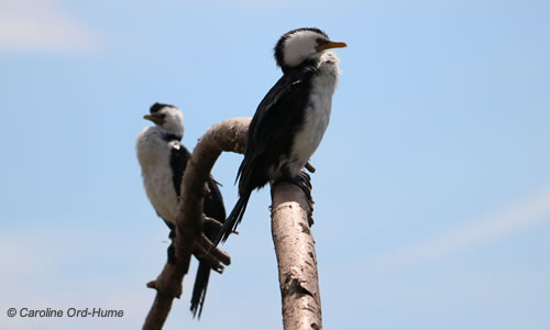 2 Black and White Fronted Little Pied Shags, Kawau Paka, Napier, New Zealand (Phalacrocorax melanoleucos)