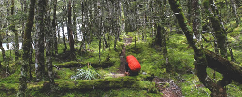 Nelson Lakes National Park Forest Track with a walker resting on a log