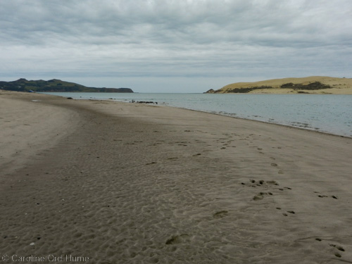 Northland Hokianga Harbour Beach at Opononi Northland Hokianga Harbour Beach at Opononi