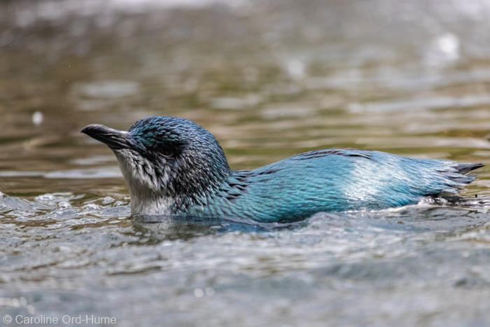 Oamaru Penguins, Little Penguin, Kororā, Little Blue Penguin, New Zealand