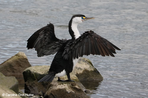 Pied Shag Species Drying Wing Feathers, Adult Pied Cormorant Bird, Phalacrocoracidae Phalacrocorax varius, Kāruhiruhi, Karuhiruhi, Kawau, Large Pied Shag, Yellow-faced Cormorant. Tauranga Harbour Estuary, Bay of Plenty, North Island, New Zealand