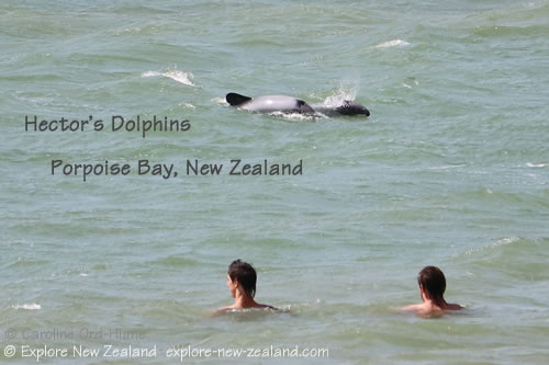 Hector's Dolphins Swimming Near Two Men in Porpoise Bay, Southland, New Zealand