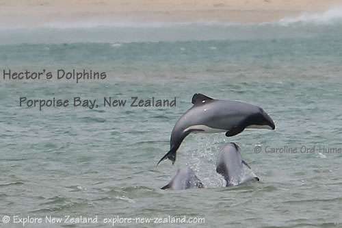 Hector's Dolphins playing aerial acrobatics in Porpoise Bay, Catlins, Southland, New Zealand