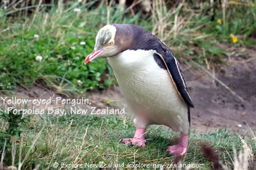 Yellow-eyed Penguin Walking up a Path at Porpoise Bay, Catlins, Southland, New Zealand
