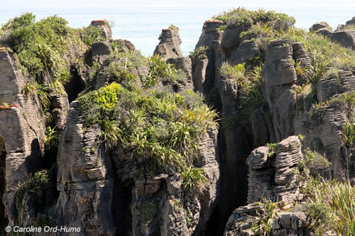 Stacks of Limestone Pancake Rocks with Native New Zealand flora growing on them at Dolomite Point, Punakaiki, in the Paparoa National Park, New Zealand