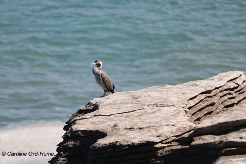 Spotted Shag, Spotted Cormorant, resting on Punakaiki Pancake Rocks, West Coast, South Island, New Zealand