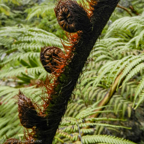 Rakiura National Park Fern Fronds in Native Bush, New Zealand