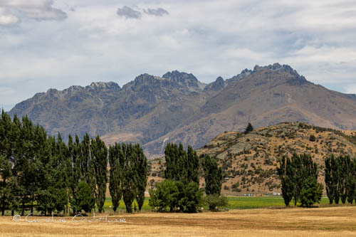 Summer Season in Otago, South Island, New Zealand