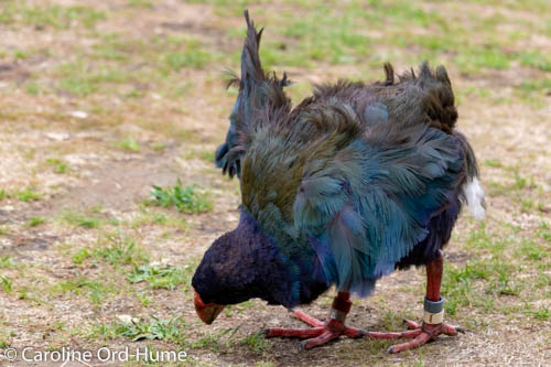 Native flightless bird South Island Takahe at Zealandia Urban Ecosanctuary in Wellington, New Zealand