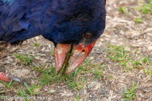 Large red bill of South Island Takahe grazing on grassland in New Zealand Large red bill of South Island Takahe grazing on grassland in New Zealand