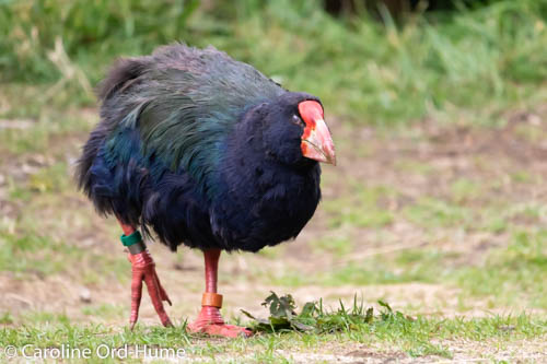 New Zealand Birds - Species List of Native Birds in NZ