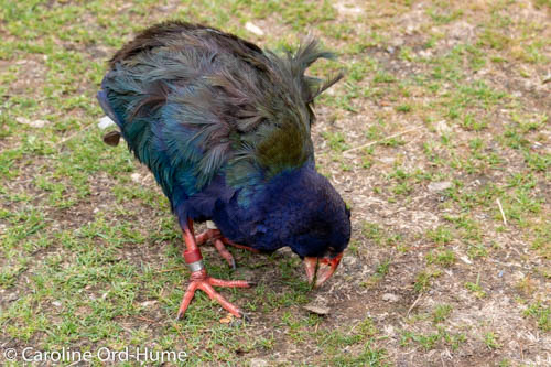 Takahē foraging for grass in summer Takahē foraging for grass in summer, North Island, New Zealand bird