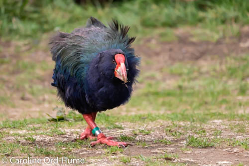 South Island Takahe at Zealandia Urban Ecosanctuary in Wellington, New Zealand
