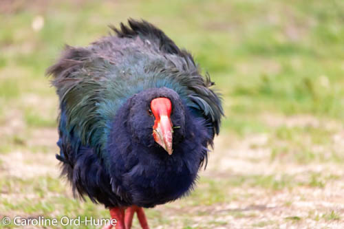 South Island Takahe bird at Zealandia Urban Ecosanctuary, Wellington, North Island, New Zealand