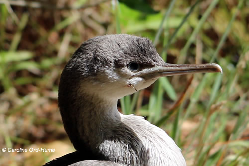 Immature Spotted Shag with Neck, Body, and Leg Injuries from a Dog Attack, Christchurch, South Island, New Zealand Immature Spotted Shag with Neck, Body, and Leg Injuries from a Dog Attack, Christchurch, South Island, New Zealand