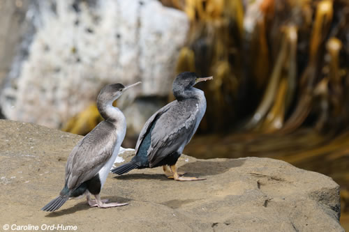 2 Spotted Shags Cormorants Species, Juvenile and Adult Shag Birds, Phalacrocoracidae Stictocarbo punctatus, Parekareka, Kawau tikitiki. Curio Bay Cliffs, Catlins, South Island, New Zealand