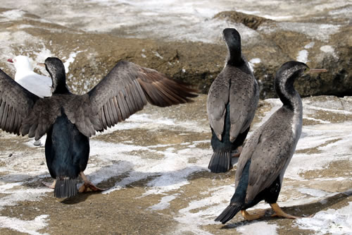 3 Spotted Shags Displaying Colours for Cormorant Species Identification 3 Spotted Shags Displaying Colours for Cormorant Species Identification, Porpoise Bay Headland, Catlins, South Island, New Zealand