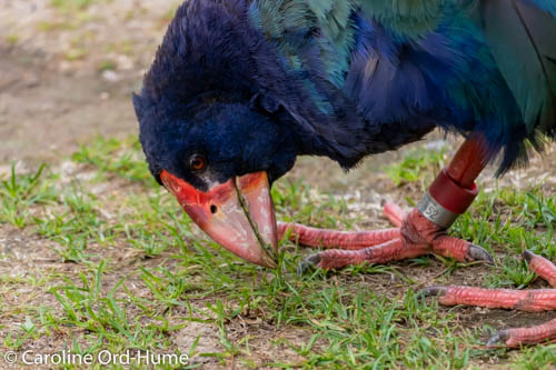 South Island Takahe rare flightless native bird of New Zealand