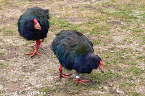 Breeding pair of South Island Takahe at Zealandia Urban Ecosanctuary in Wellington, New Zealand