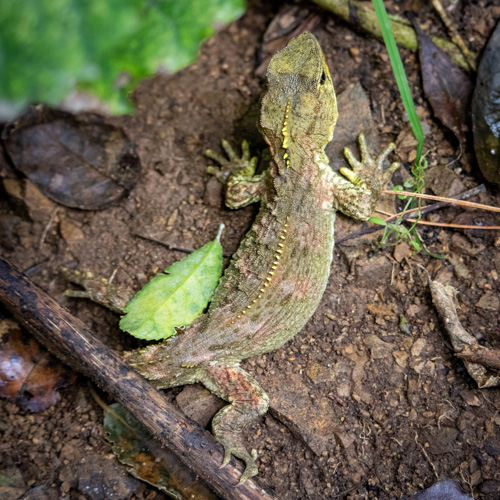 Tuatara in the bush, North Island, New Zealand