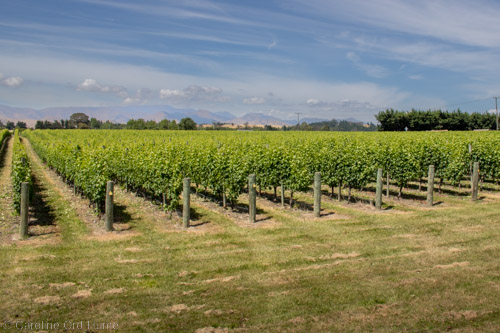 Vineyard of Grapes, Blenheim, Marlborough, New Zealand