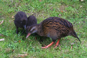 Weka New Zealand