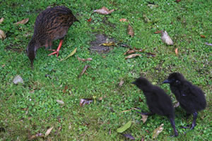Weka and young New Zealand