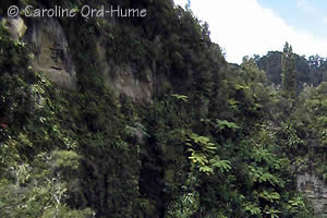 Whanganui National Park Gorge and Bush Whanganui National Park Gorge and Bush
