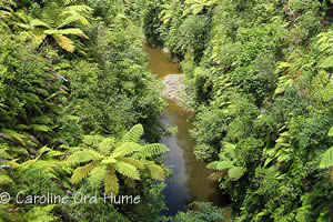 Whanganui River Journey, Whanganui National Park New Zealand