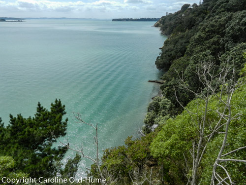 Auckland Coast View with Native Bush New Zealand