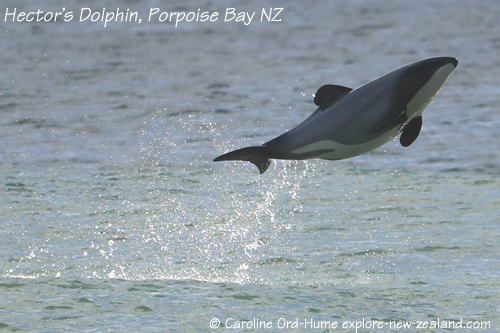 Hector's Dolphin Identification Markings and Dorsal Fin Shape - Jumping out of Water, Curio Bay, New Zealand