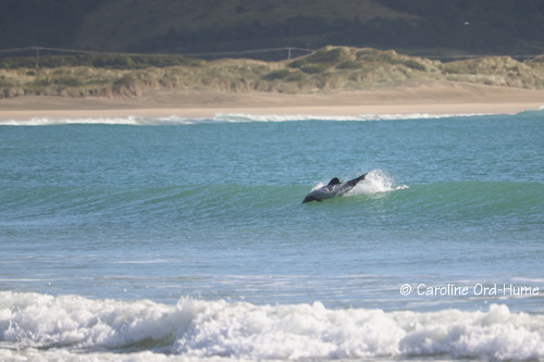 Hector's Dolphins Conservation in Porpoise Bay, New Zealand