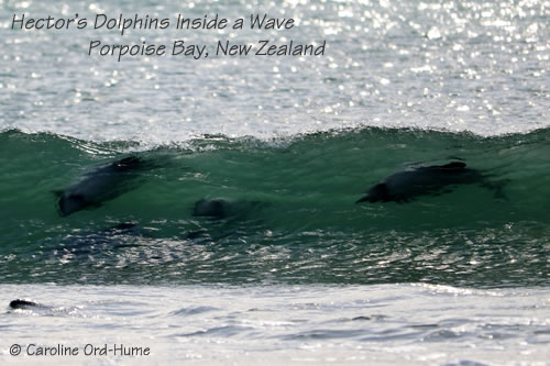 Hector's Dolphins Surfing Inside a Wave in Porpoise Bay, Catlins, New Zealand