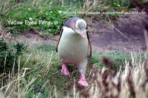 Yellow-eyed Penguin hoiho, Porpoise Bay, Catlins, New Zealand Yellow-eyed Penguin hoiho, Porpoise Bay, Catlins, New Zealand
