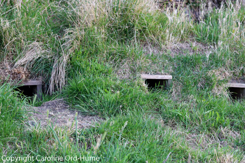 Yellow-eyed Penguin Nest Boxes Yellow-eyed Penguin Nest Box Conservation Project, Elm Wildlife Tours, Otago Peninsula, Dunedin, South Island, New Zealand